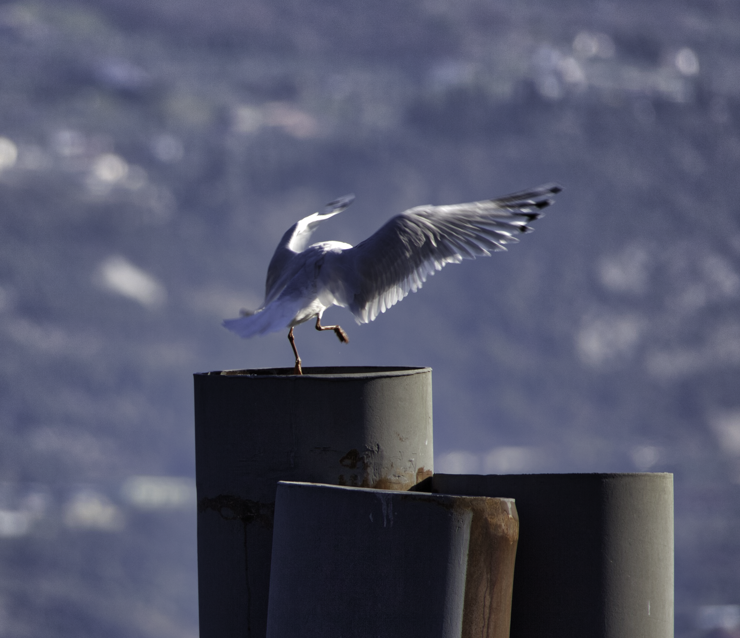 Foto Naturalistica... il balletto